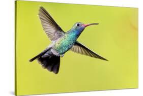 USA, Arizona, Madera Canyon. Male Broad-Billed Hummingbird in Flight-Jaynes Gallery-Stretched Canvas