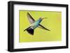 USA, Arizona, Madera Canyon. Male Broad-Billed Hummingbird in Flight-Jaynes Gallery-Framed Photographic Print