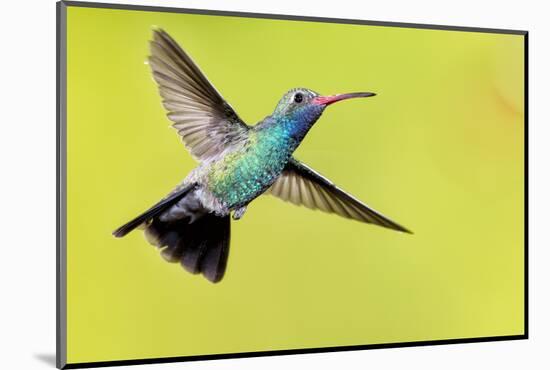 USA, Arizona, Madera Canyon. Male Broad-Billed Hummingbird in Flight-Jaynes Gallery-Mounted Photographic Print