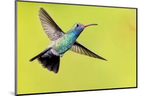 USA, Arizona, Madera Canyon. Male Broad-Billed Hummingbird in Flight-Jaynes Gallery-Mounted Photographic Print