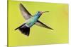USA, Arizona, Madera Canyon. Male Broad-Billed Hummingbird in Flight-Jaynes Gallery-Stretched Canvas