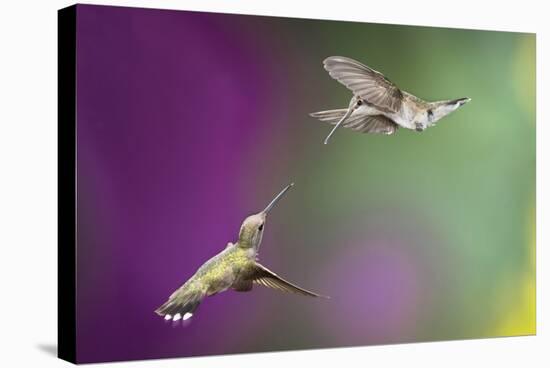 USA, Arizona, Madera Canyon. Two Female Hummingbirds in Flight-Jaynes Gallery-Stretched Canvas