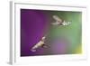 USA, Arizona, Madera Canyon. Two Female Hummingbirds in Flight-Jaynes Gallery-Framed Photographic Print