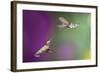 USA, Arizona, Madera Canyon. Two Female Hummingbirds in Flight-Jaynes Gallery-Framed Photographic Print