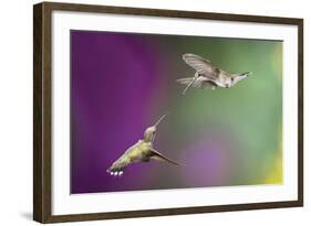 USA, Arizona, Madera Canyon. Two Female Hummingbirds in Flight-Jaynes Gallery-Framed Photographic Print