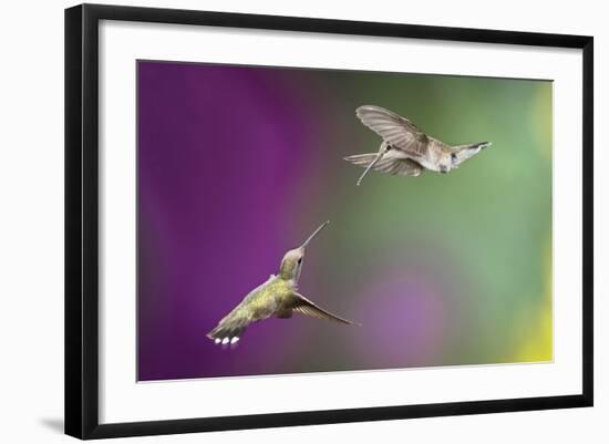 USA, Arizona, Madera Canyon. Two Female Hummingbirds in Flight-Jaynes Gallery-Framed Photographic Print