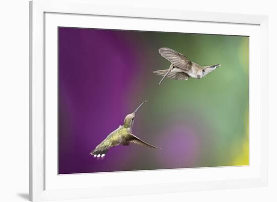 USA, Arizona, Madera Canyon. Two Female Hummingbirds in Flight-Jaynes Gallery-Framed Photographic Print