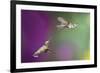 USA, Arizona, Madera Canyon. Two Female Hummingbirds in Flight-Jaynes Gallery-Framed Photographic Print