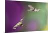 USA, Arizona, Madera Canyon. Two Female Hummingbirds in Flight-Jaynes Gallery-Mounted Photographic Print