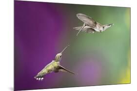 USA, Arizona, Madera Canyon. Two Female Hummingbirds in Flight-Jaynes Gallery-Mounted Photographic Print