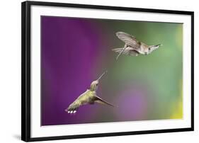 USA, Arizona, Madera Canyon. Two Female Hummingbirds in Flight-Jaynes Gallery-Framed Photographic Print