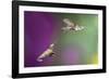 USA, Arizona, Madera Canyon. Two Female Hummingbirds in Flight-Jaynes Gallery-Framed Photographic Print