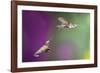 USA, Arizona, Madera Canyon. Two Female Hummingbirds in Flight-Jaynes Gallery-Framed Photographic Print