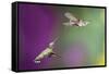 USA, Arizona, Madera Canyon. Two Female Hummingbirds in Flight-Jaynes Gallery-Framed Stretched Canvas