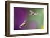 USA, Arizona, Madera Canyon. Two Female Hummingbirds in Flight-Jaynes Gallery-Framed Photographic Print