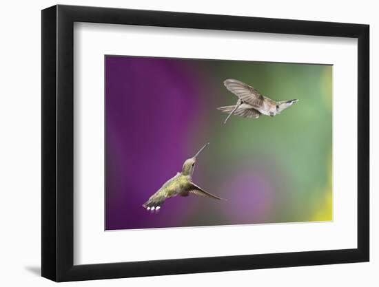 USA, Arizona, Madera Canyon. Two Female Hummingbirds in Flight-Jaynes Gallery-Framed Photographic Print