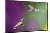 USA, Arizona, Madera Canyon. Two Female Hummingbirds in Flight-Jaynes Gallery-Mounted Photographic Print