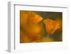 USA, Arizona. Mexican gold poppy close-up.-Jaynes Gallery-Framed Photographic Print