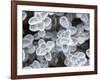 USA, Arizona of succulent plants.-Jaynes Gallery-Framed Photographic Print