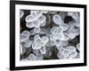 USA, Arizona of succulent plants.-Jaynes Gallery-Framed Photographic Print