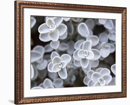 USA, Arizona of succulent plants.-Jaynes Gallery-Framed Photographic Print