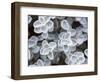 USA, Arizona of succulent plants.-Jaynes Gallery-Framed Photographic Print