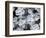 USA, Arizona of succulent plants.-Jaynes Gallery-Framed Photographic Print