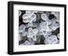 USA, Arizona of succulent plants.-Jaynes Gallery-Framed Photographic Print