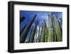 USA Arizona Organ Pipe Cactus against Sky Low Angle View-Nosnibor137-Framed Photographic Print