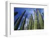 USA Arizona Organ Pipe Cactus against Sky Low Angle View-Nosnibor137-Framed Photographic Print