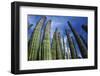 Usa, Arizona, Organ Pipe Cactus against Sky, Low Angle View-Nosnibor137-Framed Photographic Print