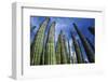 Usa, Arizona, Organ Pipe Cactus against Sky, Low Angle View-Nosnibor137-Framed Photographic Print