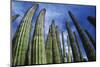 Usa, Arizona, Organ Pipe Cactus against Sky, Low Angle View-Nosnibor137-Mounted Photographic Print