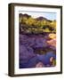 USA, Arizona, Organ Pipe Cactus Nm. Organ Pipe Cacti Along a Stream-Jaynes Gallery-Framed Photographic Print