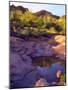 USA, Arizona, Organ Pipe Cactus Nm. Organ Pipe Cacti Along a Stream-Jaynes Gallery-Mounted Photographic Print