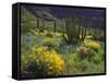 USA, Arizona, Organ Pipe Cactus Nm. Wildflowers and Cacti-Jaynes Gallery-Framed Stretched Canvas