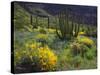 USA, Arizona, Organ Pipe Cactus Nm. Wildflowers and Cacti-Jaynes Gallery-Stretched Canvas