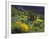 USA, Arizona, Organ Pipe Cactus Nm. Wildflowers and Cacti-Jaynes Gallery-Framed Photographic Print