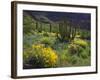 USA, Arizona, Organ Pipe Cactus Nm. Wildflowers and Cacti-Jaynes Gallery-Framed Photographic Print