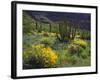 USA, Arizona, Organ Pipe Cactus Nm. Wildflowers and Cacti-Jaynes Gallery-Framed Photographic Print