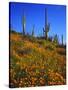 USA, Arizona, Organ Pipe Cactus Nm Wildflowers and Cacti-Jaynes Gallery-Stretched Canvas