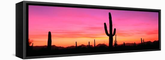 Usa, Arizona, Organ Pipe National Monument, Sunset-Robert Glusic-Framed Stretched Canvas