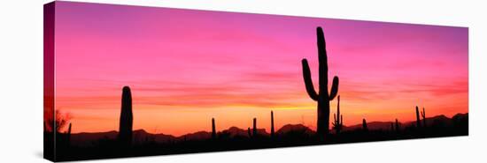 Usa, Arizona, Organ Pipe National Monument, Sunset-Robert Glusic-Stretched Canvas