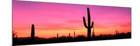 Usa, Arizona, Organ Pipe National Monument, Sunset-Robert Glusic-Mounted Photographic Print