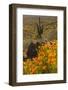 USA, Arizona, Peridot Mesa. California poppies blooming in desert.-Jaynes Gallery-Framed Photographic Print