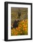 USA, Arizona, Peridot Mesa. California poppies blooming in desert.-Jaynes Gallery-Framed Photographic Print