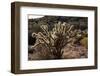 USA, Arizona, Route 66, Cactus-Catharina Lux-Framed Photographic Print