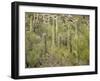 USA, Arizona, Sabino Canyon Recreation Area, Saguaro cactus-Jamie & Judy Wild-Framed Photographic Print