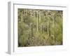 USA, Arizona, Sabino Canyon Recreation Area, Saguaro cactus-Jamie & Judy Wild-Framed Photographic Print