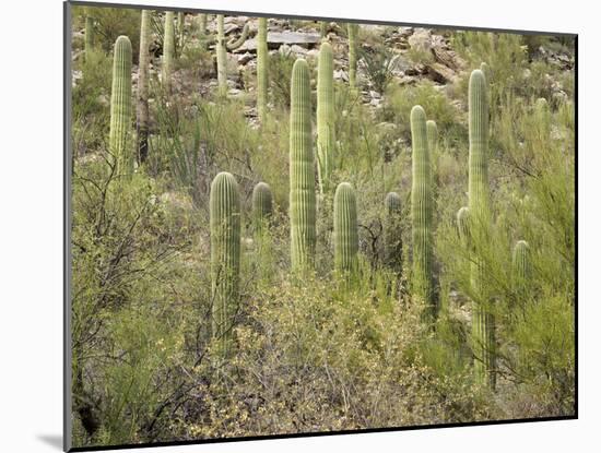 USA, Arizona, Sabino Canyon Recreation Area, Saguaro cactus-Jamie & Judy Wild-Mounted Photographic Print